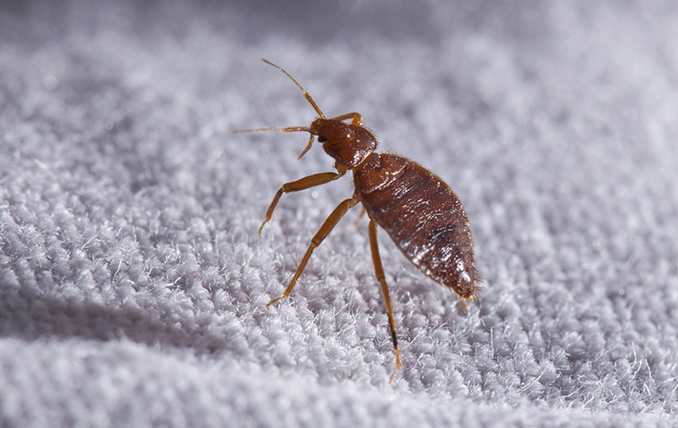 a bed bug on bedding inside of a home in lindale texas