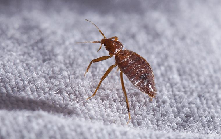 https://cdn.branchcms.com/7dXrdy0oM4-1211/images/bed-bug-identificaiton.jpg