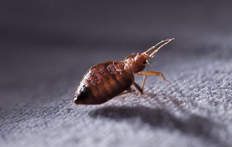 a bed bug crawling though the white linen sheets of a longview texas bedding in the darkness of a fall night