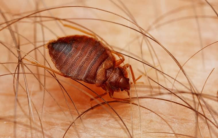 a bed bug biting a northestern texas resident while he is sleeping one summer night
