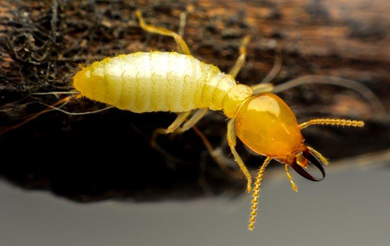 big yellow termite on wood