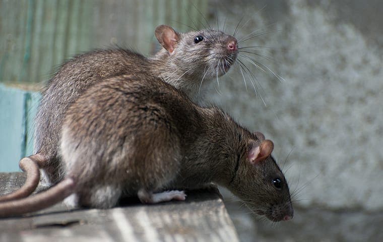 two brown rats