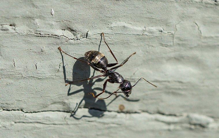 a carpenter ant crawling on a foundation of a home