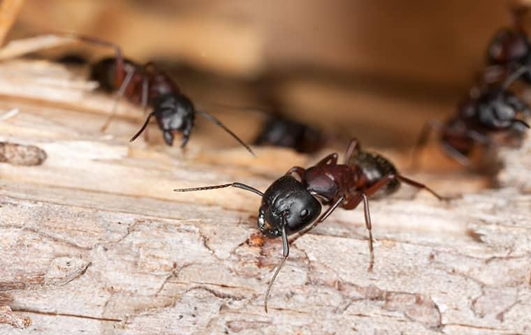 several carpenter ants crawling on a log