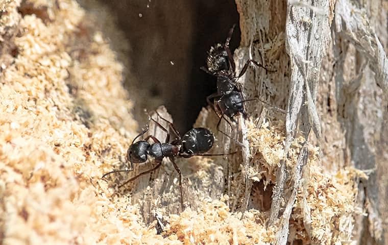 a colont of carpenter ants ruing a wood structure on a texarkana property