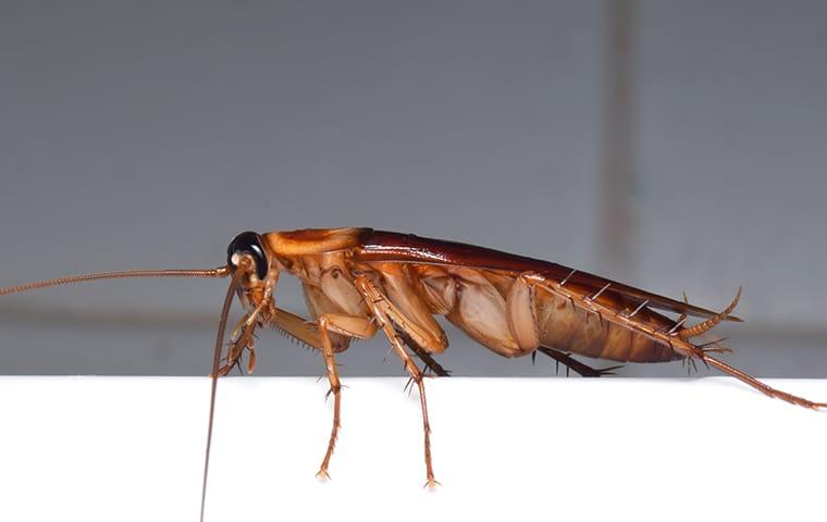 an american cockroach crawling along the kitchen counter top of a texarkana home during fall