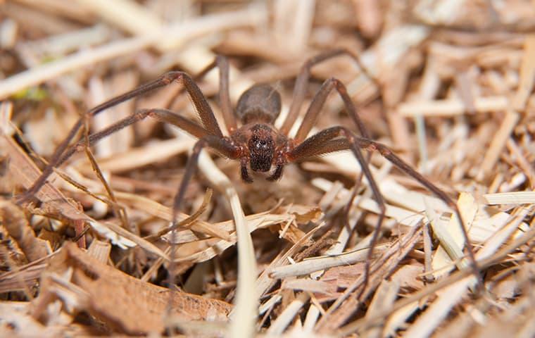 a large grey and brown spider crawling along  the floor of a texarkana home