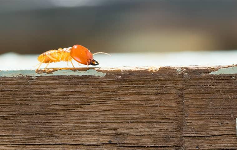 a termite crawling on wood at a home in arkansas