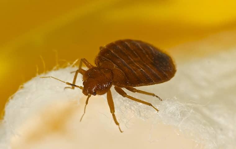 a bed bug on a pillow in northeastern texas