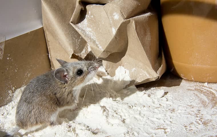 a mouse contaminating food in a kitchen