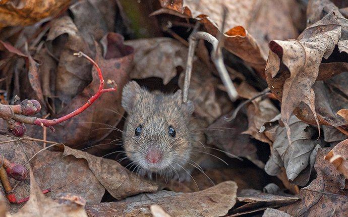 A mouse in a pile of leaves.