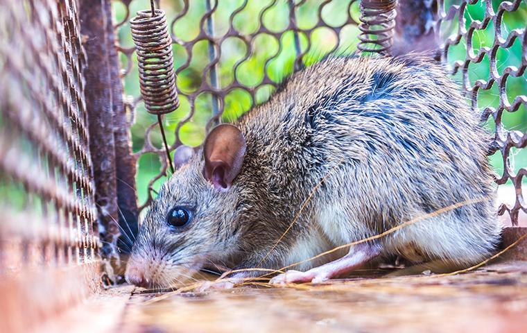 rat in a cage