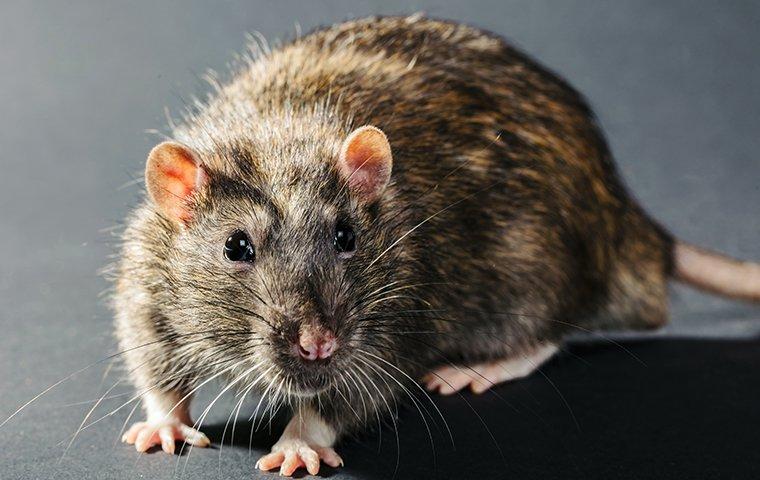 rat runnning across kitchen floor