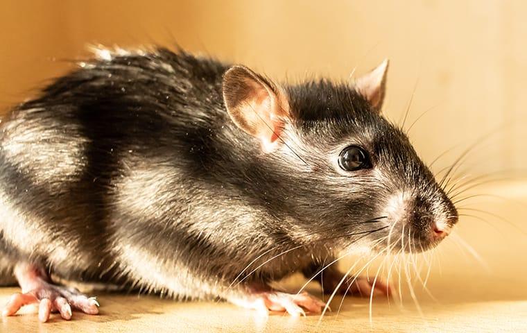 a rodent running along a texarkana texas property