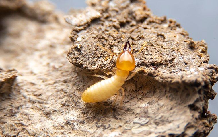 termites crawling on wood within a home