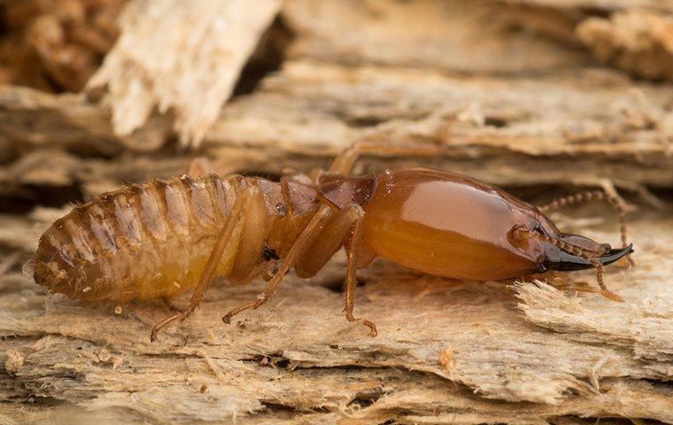 termite damaging wood in a house