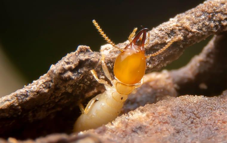 a trmite on a wooden structure along a longview texas property