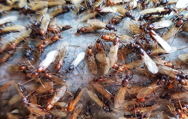 Blog What You Need To Know About Termite Season In Tyler