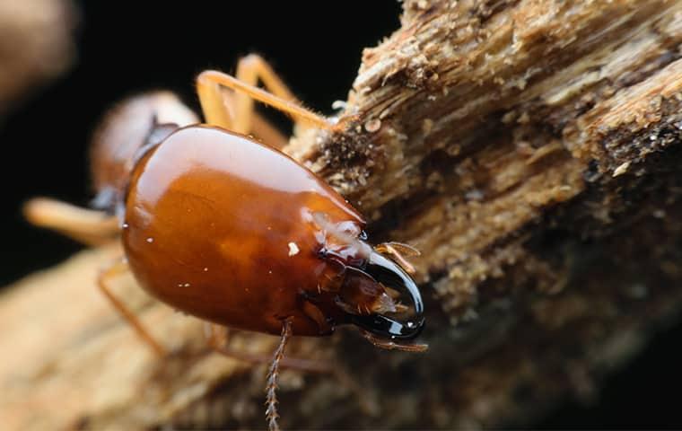 a termite up close and clearly chewing away at a northest texas wooden structure