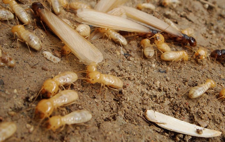 termites up close in dirt