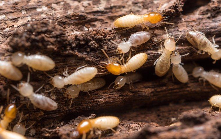 termite swarmers crawling through chewed wood