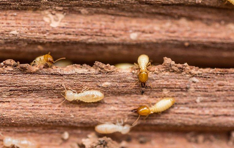 termites on wood