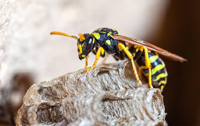 a stinging black and yellow wasp perched on his nest on a texas property