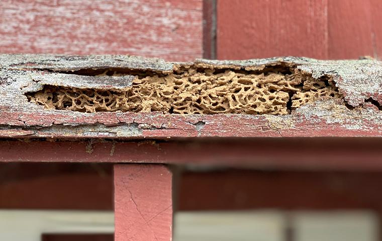 termite damage in wood