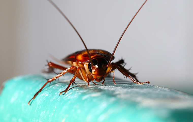 close up of a cockroach inside of a home in jefferson texas