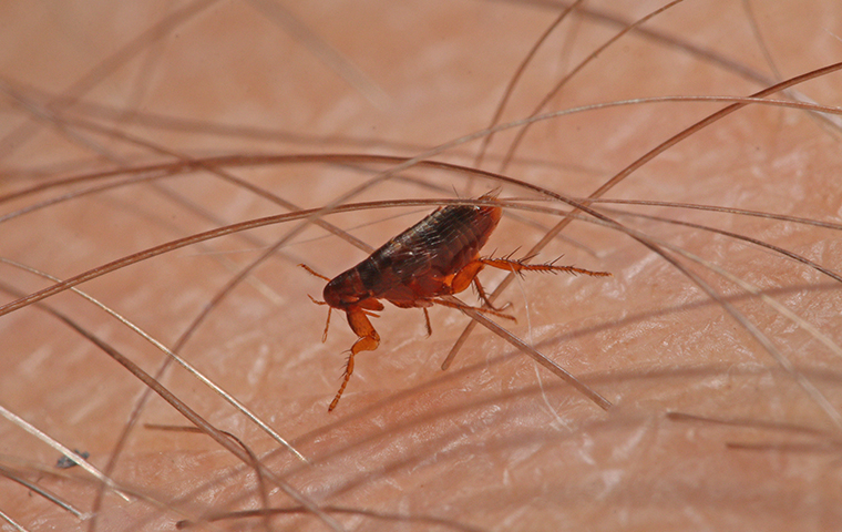 a flea on a persons arm in their home in winnsboro texas