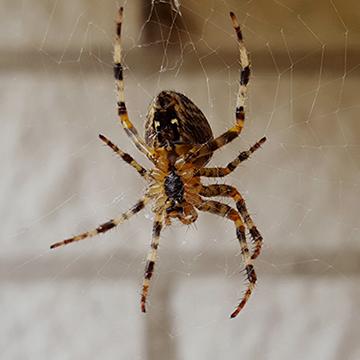 a spider hanging in its web at a house in lone star