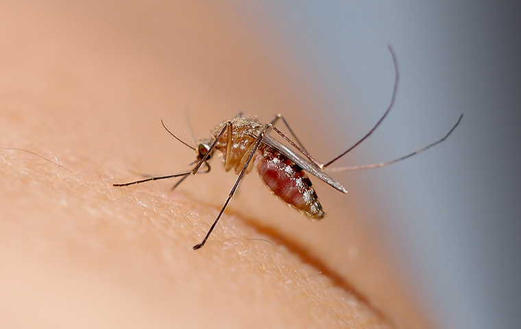 a mosquito biting a persons arm in tatum texas