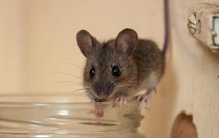 a mouse crawling on a drinking glass rim in a home in arp texas