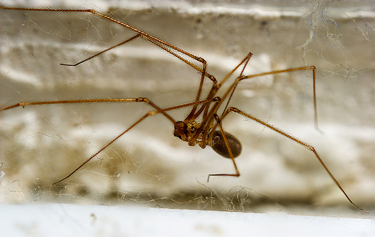 a spider crawling inside of a home in troup texas