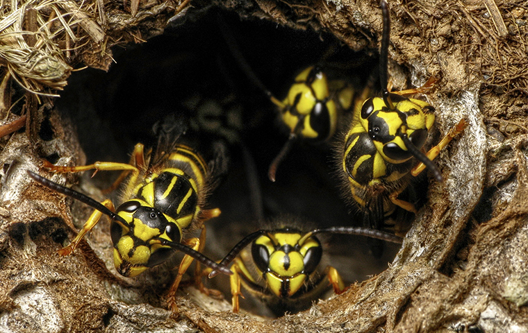 many wasps in a nest outside of a home in tyler texas