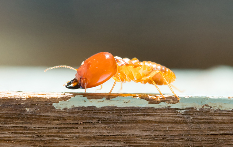 a termite in a home in van texas