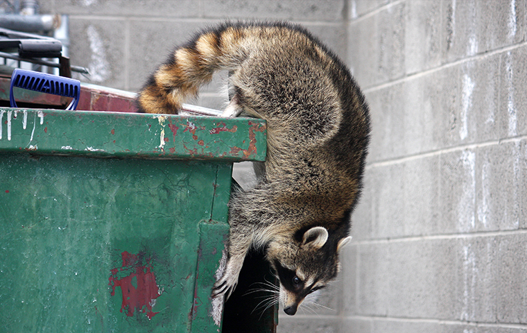 a raccoon on a dumpster outside a business in hallsville texas