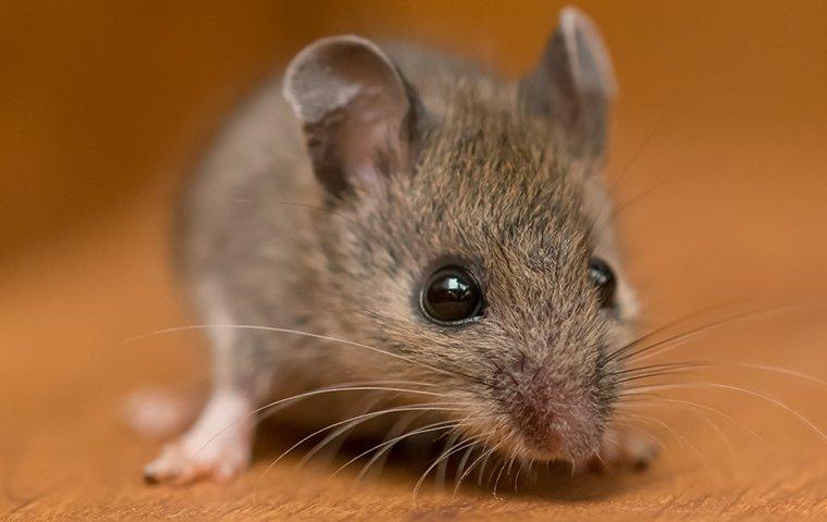 a house mouse inside on a wooden surface