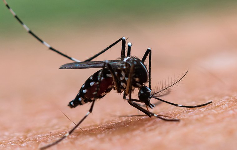 a mosquito biting human skin