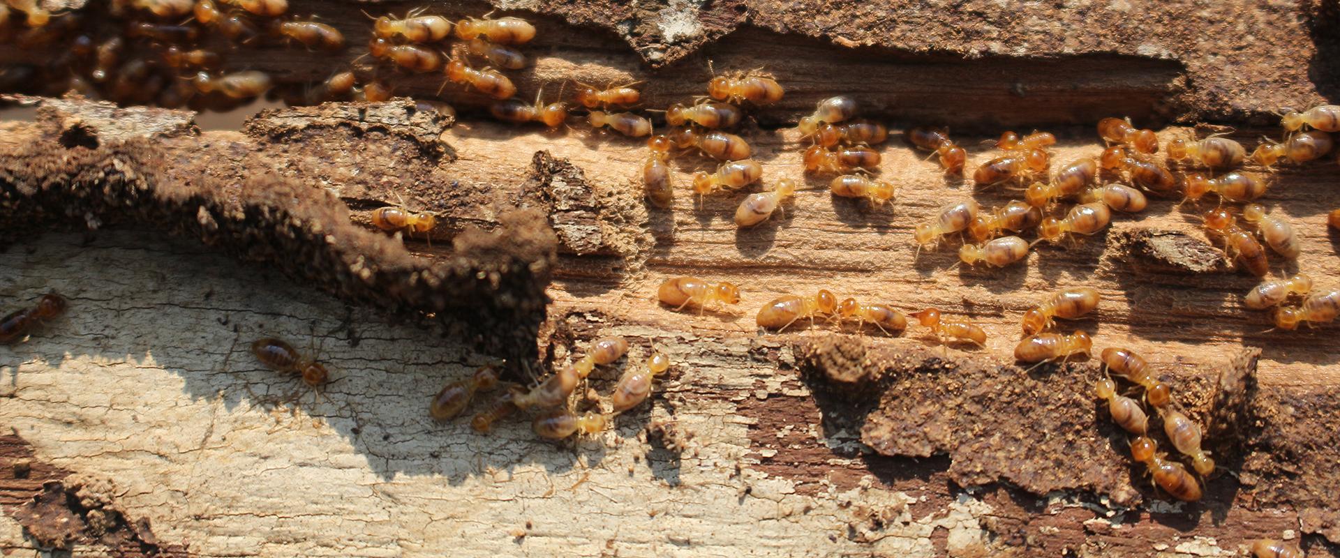 close up of termites on wood