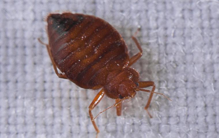 bedbug on mattress