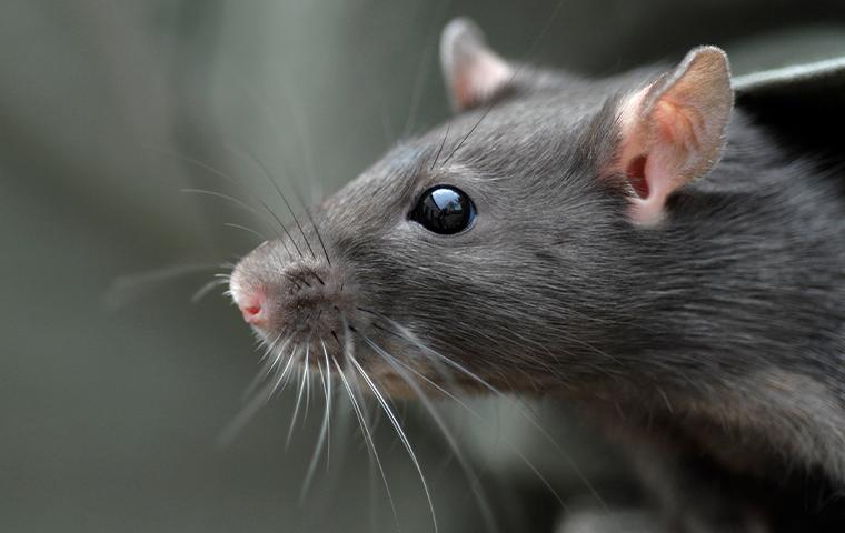 close up of a rat