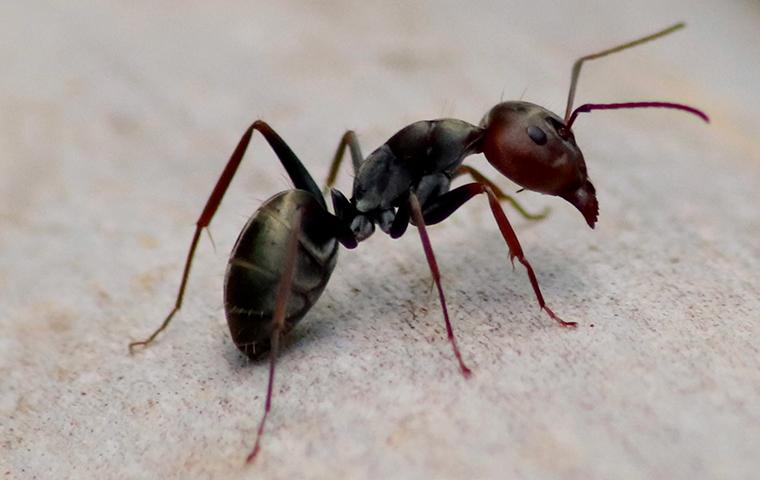ant on gravel