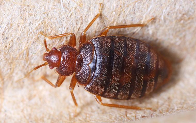 a bedbug on a box spring