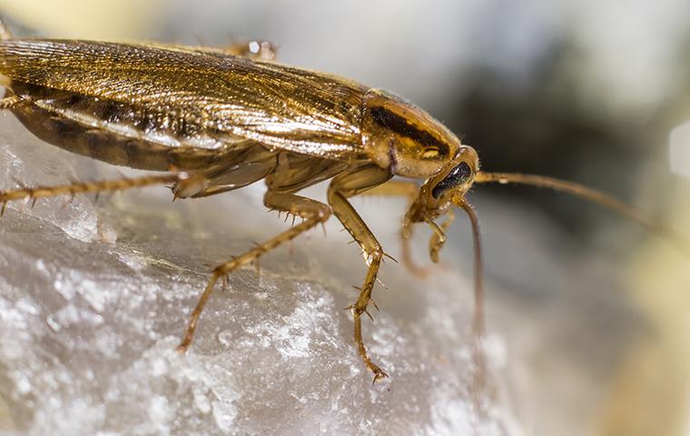 a cockroach on a rock