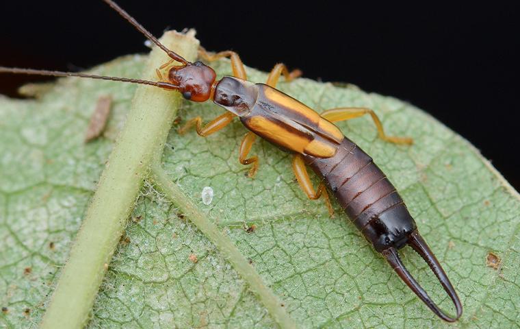 an earwig on a leaf