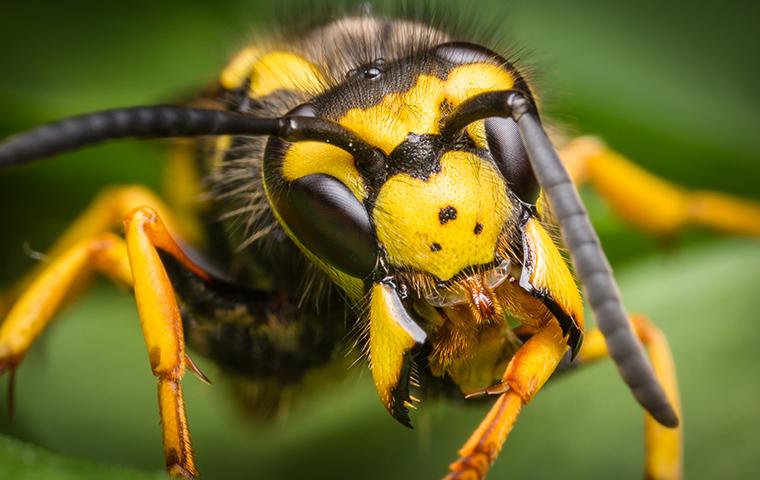 close up of a wasp