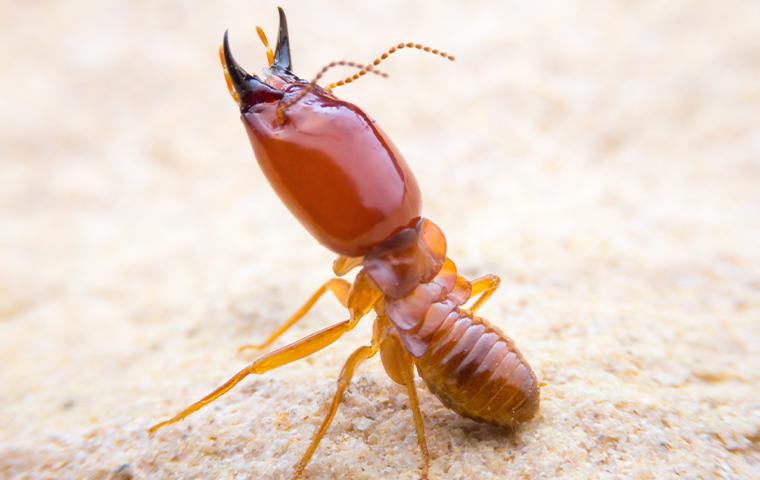 close up of termite on gravel