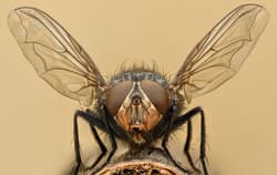 a house fly up close