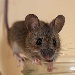 A small house mouse in a home.